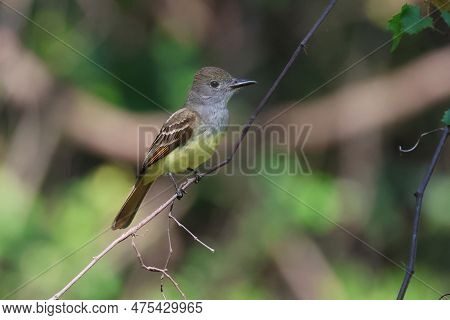 A Great Crested Flycatcher Sits On A Branch Near Its Nest In The Woods In Florida