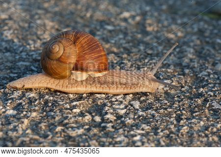 A Closeup Shot Of A Snail Crawling On Tarmak.