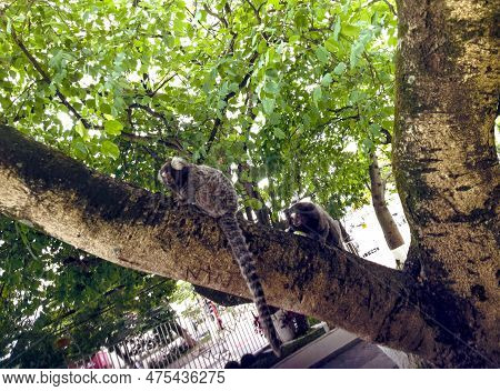 Two Small Primates Known As The Brazilian Marmoset Sitting On A Tree Trunk Observing The Environment