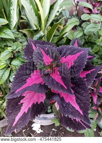 Miana Purple Pink Or Coleus Atropurpureus (plectranthus Scutellarioides) Is A Shrub With A Height Of