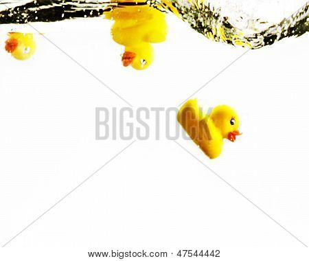 Canards en caoutchouc