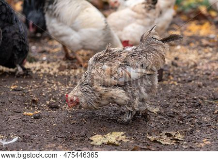 Free Range Chickens Enjoying The Afternoon And Eating Grain. Chickens On Traditional Free Range Poul