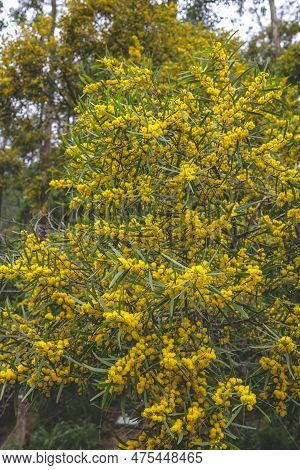 Flowering Cootamundra Wattle Acacia Baileyana Tree