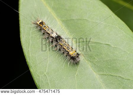 Mango Stem Borer, Batocera Rufomaculata, Pune, Maharashtra, India