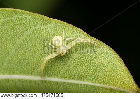 Mango Stem Borer, Batocera Rufomaculata, Pune, Maharashtra, India