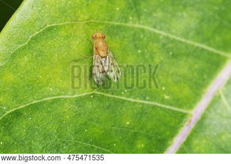 Mango Stem Borer, Batocera Rufomaculata, Pune, Maharashtra, India