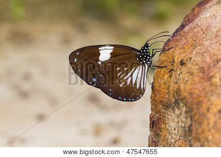 Magpie Krähe Schmetterling
