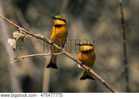 Two Little Bee-eaters On Tree With Catchlights