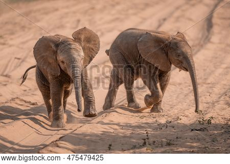 Two Baby African Elephants Run Across Track