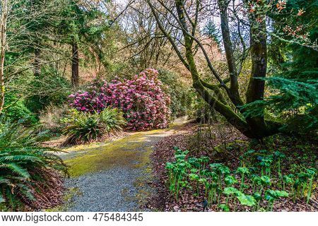 A View Of A Giant Pink Rhododendron Bush At The Rhododendron Species Botantical Garden In Federal Wa