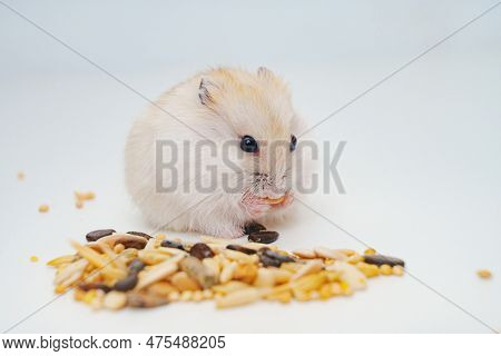A Small White With Red Dzungar Hamster Eats Seeds On A White Table.