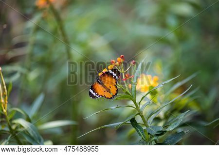 Closeup Of Plain Tiger Butterfly On Yellow Flower Background.