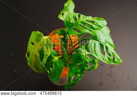 The Sprout Of Monstera Munky In A Glass Of Water With Hydrogel Balls On A Black