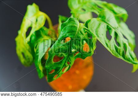 The Sprout Of Monstera Munky In A Glass Of Water With Hydrogel Balls On A Black