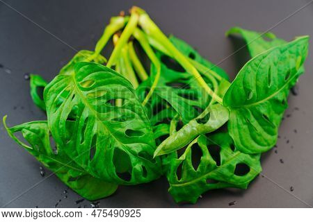 The Sprout Of Monstera Munky On A Black Background.