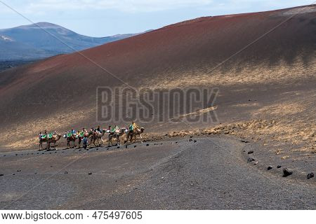 Timanfaya, Spain - August 10, 2018:tourists Ride Camels Inside The Timanfaya National Park And The V