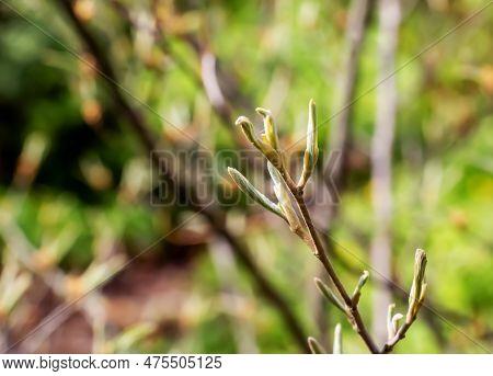 Flower Of Hamamelis Intermedia In Early Spring. Hamamelis Has Gorgeous Flowers In Early Spring.
