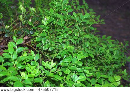 Blueberry Bushes In The Evening Forest. Vaccinium Myrtillus, Blueberry Undersized Shrub. On Thin Lon