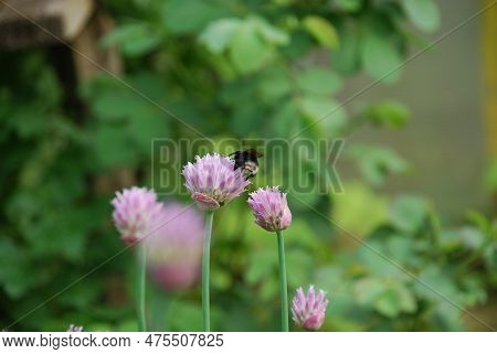 Bumblebee Collects Nectar On Purple Flowers. Light Purple Flowers Of Schnitt-onion Blossomed On Thin