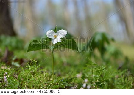 A Single Beautiful Trillium Blooming In The Sunshine