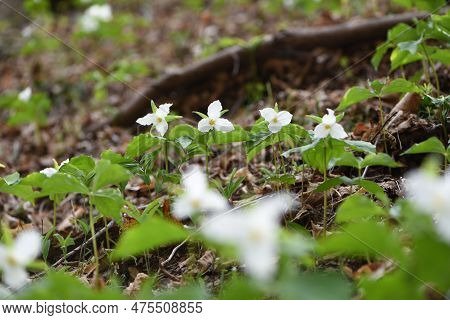 Forest Covered In Trilliums In The Spring