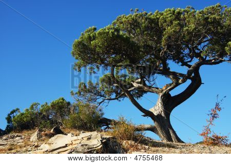 Baum auf dem Felsen