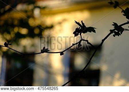 Silhouette Of A Hanging Tree Branch And Leaves In Late Afternoon Light In The City Center Of Preveza