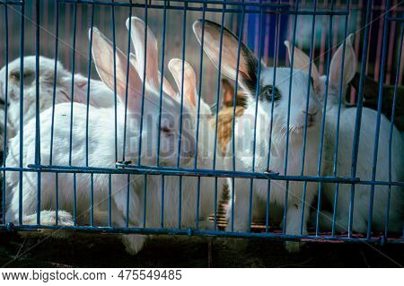 Rabbits Cage Looking Image & Photo (Free Trial) | Bigstock