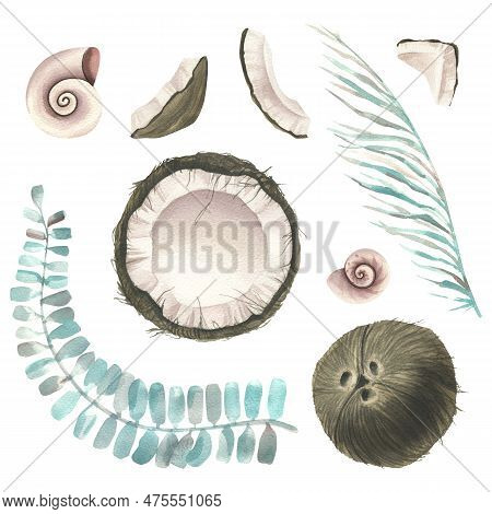 Whole Coconuts And Slices With Tropical Palm Leaves And Seashells. Watercolor Illustration. Set Isol