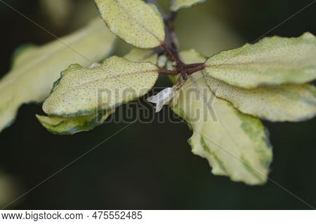 Variegata Oleaster Branch With Flowers In The Autumn