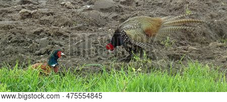 Encounter Between Two Male Pheasants. Looks Like They're Going To Fight