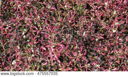 Beautiful Alternanthera Ficoidea Red Ornamental Plant Texture And Pattern Background.