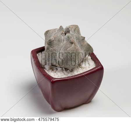 Astrophytum Coahuilence Kikko Cactus. Isolated On White Background