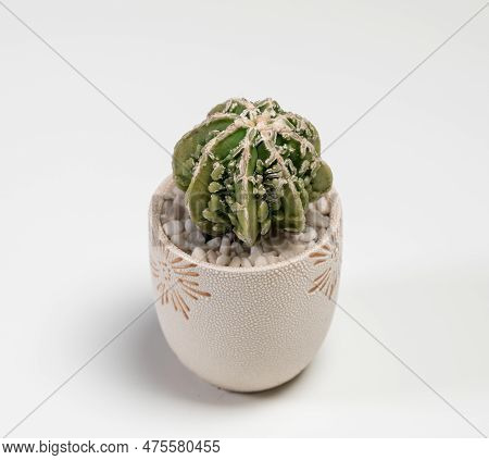 Astrophytum Fukuryu Haku Jo Cactus. Isolated On White Background