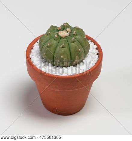 Astrophytum Asterias Cactus. Isolated On White Background