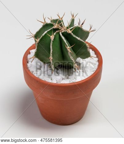 Astrophytum Ornatum Fukuryu Hania Cactus. Isolated On White Background