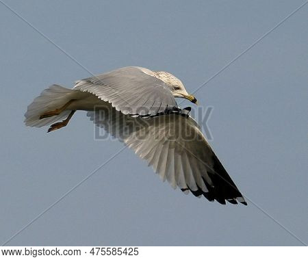 Seagulls Are Expert Fliers, Having Mastered Control Of Wind And Thermals, Sharp Directional Changes,
