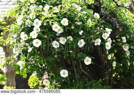 Cherokee Rose ( Rosa Laevigata ) Flowers. Rosaceae Vine Shrub. Blooms White Five-petaled Flowers Fro