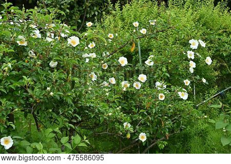 Cherokee Rose ( Rosa Laevigata ) Flowers. Rosaceae Vine Shrub. Blooms White Five-petaled Flowers Fro