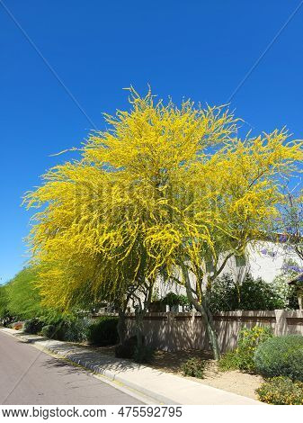 Xeriscaping Residential Road Shoulder With Palo Verde And Drought Tolerant Desert Native Shrubs.