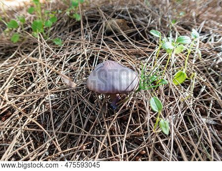 Young Edible Mushrooms - Blewit - Lepista Nuda Make Their Way Through A Layer Of Grass And Needles I