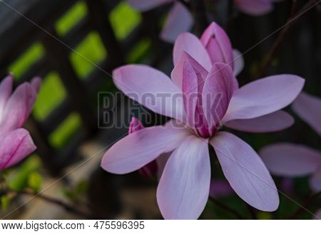 Pink Tulip Magnolia Flower, Magnolia Liliflora. Bright Blossoming Pink Flower Of Magnolia Campbellii