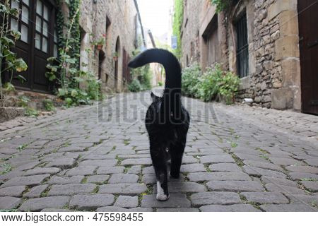 A Black Cat In Cordes-sur-ciel, The Beautiful Village In France