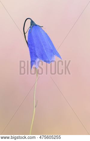 Harebell (campanula Rotundifolia) Or Scottish Bluebell Is A Blue Flowering Plant In The Bellflower F