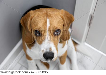 Beagle Puppy Looks Guiltily Into The Camera Sitting In The Corner Of The Room. Purebred Cute Dog Wit