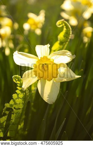 A White Daffodil With A Yellow Core In Sunlight. The Rising Sun Illuminates The White Daffodil.