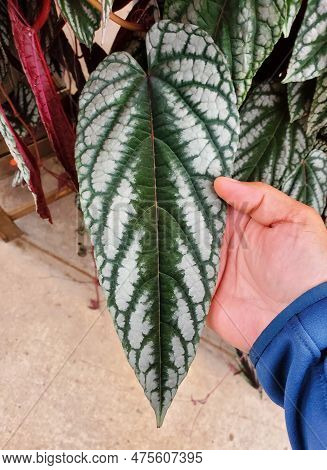 Beautiful White And Green Pattern Of A Large Cissus Discolor Leaf, Also Known As Cissus Javana
