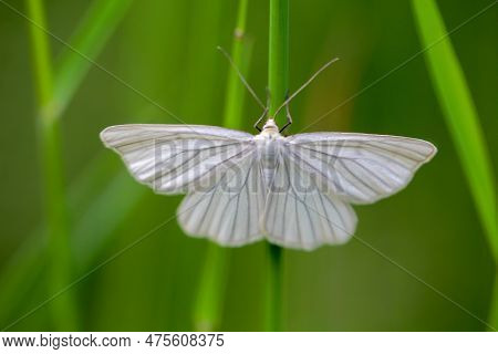 A Shy Siona Lineata, Hard Hay Moth On A Blade Of Grass.