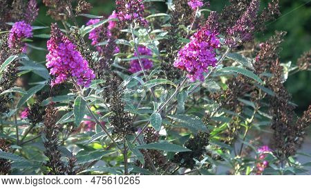 Close Up View Of Buddleia Or Buddleja (buddleia Davidii) Bloom. Plant Is Commonly Known As The Butte