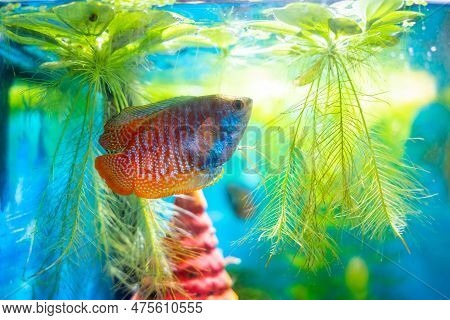 Lalius, Colisa Lalia Fish In A Home Aquarium